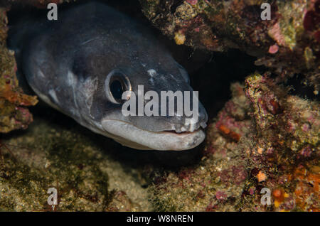 European conger, Conger conger, Congridae, Tor Paterno Marine Protected Area, Rome, Italy, Mediterranean Sea Stock Photo