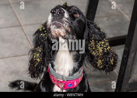 Black cocker spaniel with long ears covered in burs from seed heads entangled in fur after running through long grass Stock Photo