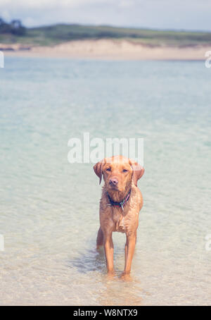 A fox red labrador retriever dog looking fit and strong whilst standing in the ocean on a sandy beach during a Summer vacation with copy space in Corn Stock Photo