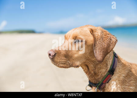 A fox red labrador retriever dog looking fit and strong whilst standing in the ocean on a sandy beach during Stock Photo