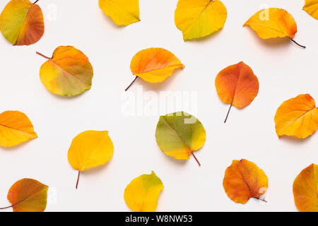 Colored fallen leaves laying out on white background Stock Photo
