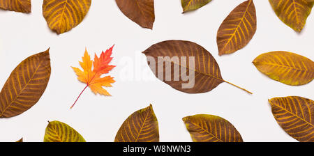 Autumn dead yellow leaves laying out on white background Stock Photo
