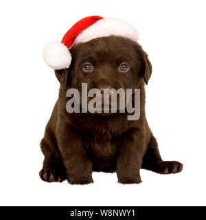 Chocolate Labrador Pup with Father Christmas Hat Stock Photo: 263554122 ...