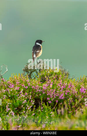 Stonechat, Scientific name: Saxicola rubicola, Male Stonechat perched in colourful moorland habitat with blooming purple heather.  Facing right.  Clea Stock Photo