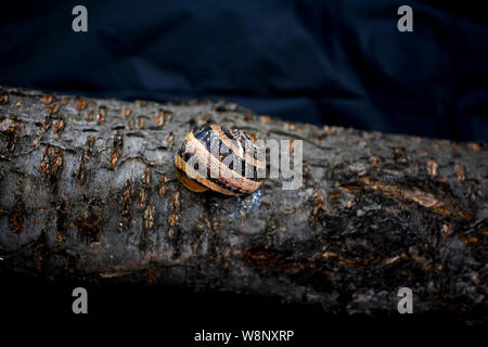 Snail on a Branch, Helix Aspersa on a Brach, Hidden Snail on a Branch, Helix Aspersa Muller, Helix Aspersa Müller, Garden Snail, Land Snail, Shell Stock Photo