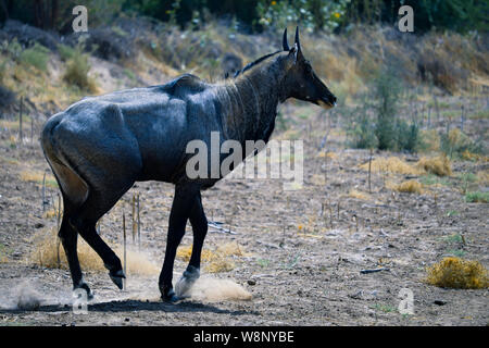 wild cow in the filed Stock Photo