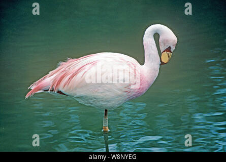 JAMES'S FLAMINGO  (Phoenicopterus jamesi)  self preening neck feathers. Profile. Side view. Standing on one leg in shallow water. WWT, Slimbridge, Gloucestershire. Stock Photo