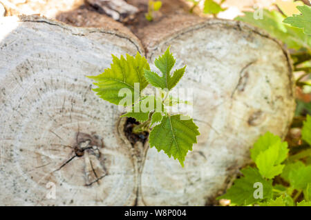 the shoot grows from a cut stump, shot from above Stock Photo