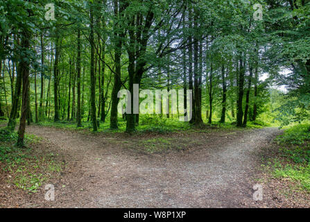 Y in path though green summer woods in County Mayo in western Ireland Stock Photo