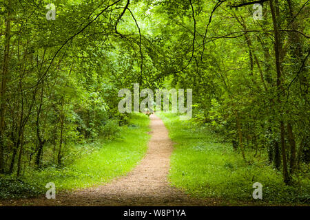 Path though green summer woods in County Mayo in western Ireland Stock Photo