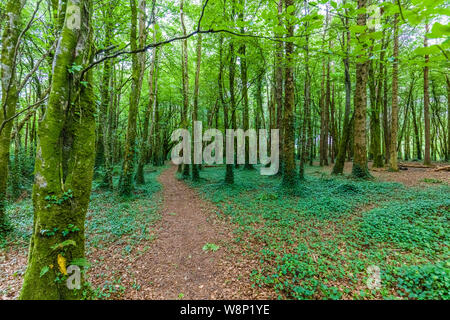 Path though green summer woods in County Mayo in western Ireland Stock Photo