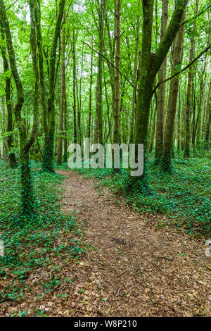 Path though green summer woods in County Mayo in western Ireland Stock Photo