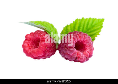 Ripe raspberry with green leaves isolated on white background. Isolated raspberry. Two fresh raspberries with leaves. Raspberries. Stock Photo