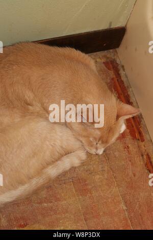 Sleeping orange boy Stock Photo