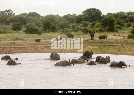 A Parade of Elephants enjoying playing near a watering hold in the Kruger National Park