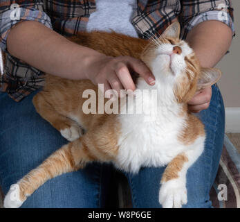 An orange-and-white tabby house cat relaxes on the lap of a young woman and has an expression of extacy as she scratches behind his ears, in a close-u Stock Photo