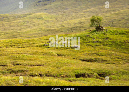 A lone tree at the base of mountains in Glen Shiel near the shore of loch Cluanie in the Northwest Highlands of Scotland. Stock Photo