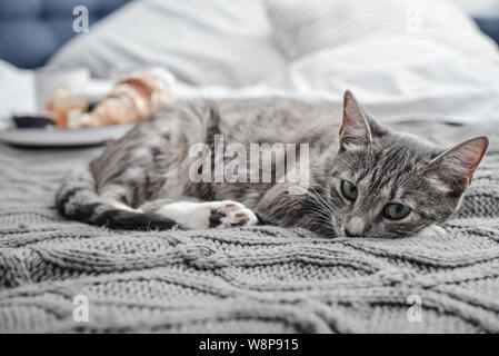 Breakfast in bed. Grey cute cat lying on bed with breakfast coffee cups on background Stock Photo