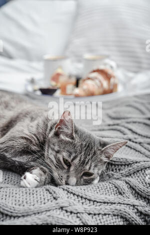 Breakfast in bed. Grey cute cat lying on bed with breakfast coffee cups on background Stock Photo