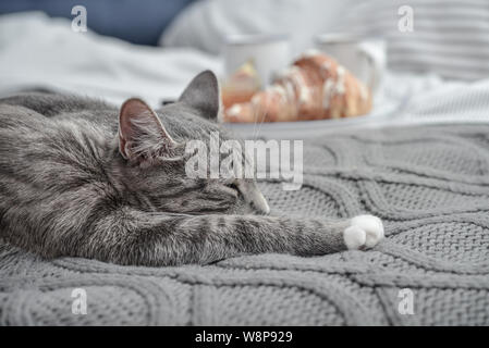 Grey cute cat lying on bed with breakfast coffee cups on background closeup Stock Photo