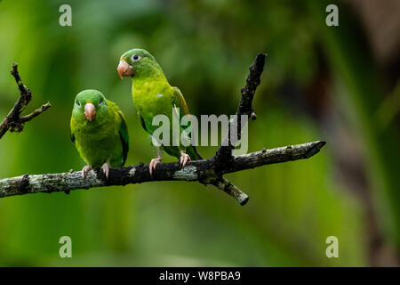 Orange -chinned Parakeet