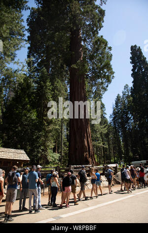 Sequoia Park, CA: The largest tree in the world in Sequoias National Park called General Sherman surrounded by tourists. Stock Photo