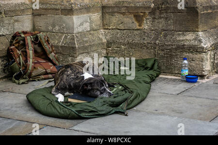 Homeless persons dog sleeping on battered sleeping bag on the street Stock Photo