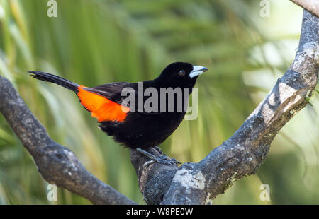 Closeup of beautiful black and orange songbird, Cherrie's Tanager ( Ramphocelus costaricensis) perching on branch,Boquete,Chiriqui Province,Panama Stock Photo