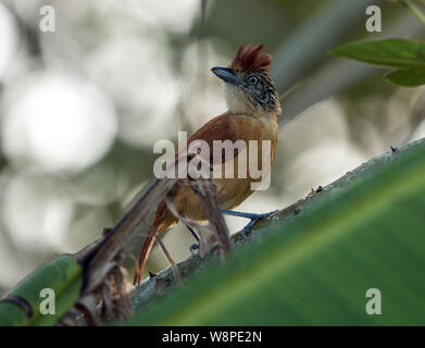 Closeup of female Barred Antshrike (Thamnophilus doliatus) perching on leafy branch in Soberania National Park,Panama Stock Photo