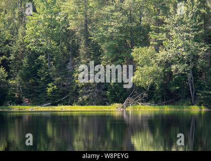 A green mixed boreal forest reflected in the still fresh water of a northern pond in Ontario Canada