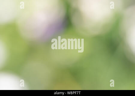 Backlit blurred foliage creating a soft green white brokeh background Stock Photo