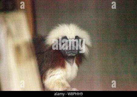 Cotton-top tamarin monkey Saguinus Oedipus are often found in tropical forests in Colombia. Stock Photo