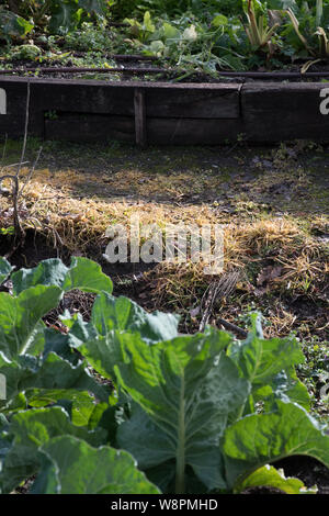 Glyphosphate weed killer used to kill weeds on the vegetable garden path Stock Photo