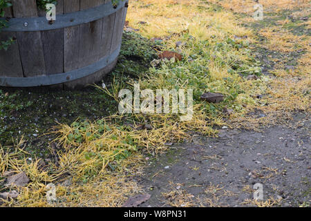 Glyphosphate weed killer used to kill weeds on the vegetable garden path Stock Photo