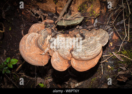 Artist's Conk (Ganoderma applanatum). Mid-winter fungi: New Zealand. Reportedly has medicinal properties. Stock Photo