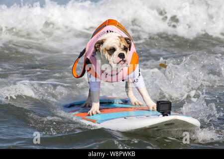 Imperial Beach, California, USA. 10th August, 2019. Rothstein the bulldog is a seasoned surfing veteran at the Imperial Beach Surf Dog Competition. Credit: Ben Nichols/Alamy Live News Stock Photo
