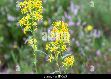 prunus padus berries on twig closeup Stock Photo