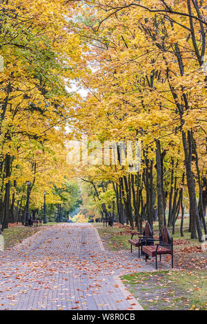 park during fall season. trees with yellow dry foliage, footpath and wooden benches Stock Photo