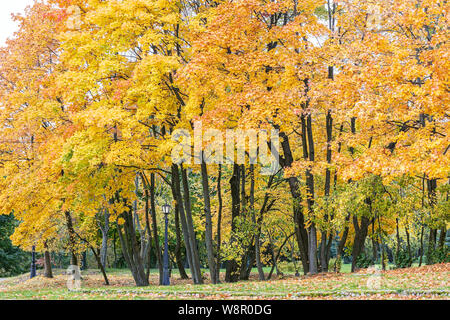 high trees with lush bright red and orange leaves. park in autumn Stock Photo