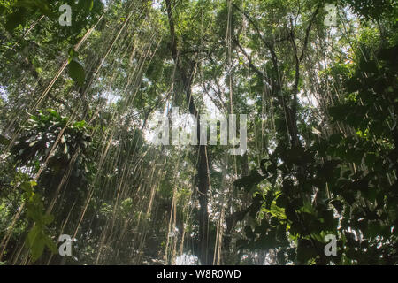 Large old balete tree with threads hanging from the branches Stock Photo