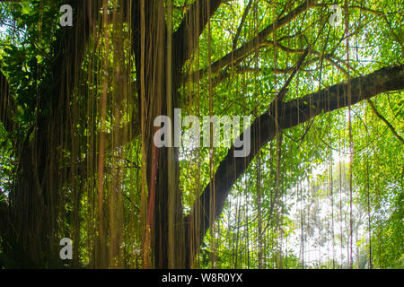 Old Balete Tree where thread like hanging. Usually found in South East Asia Stock Photo