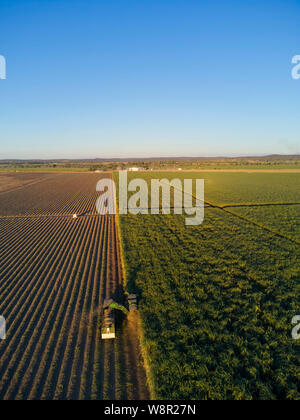 Aerial of mechanical Sugar Cane Harvesting machinery at work harvesting a crop at Wallaville near Bundaberg Queensland Australia Stock Photo