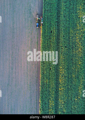 Aerial of mechanical Sugar Cane Harvesting machinery at work harvesting a crop at Wallaville near Bundaberg Queensland Australia Stock Photo