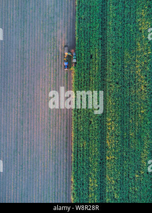 Aerial of mechanical Sugar Cane Harvesting machinery at work harvesting a crop at Wallaville near Bundaberg Queensland Australia Stock Photo