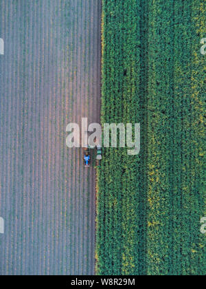 Aerial of mechanical Sugar Cane Harvesting machinery at work harvesting a crop at Wallaville near Bundaberg Queensland Australia Stock Photo