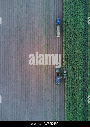 Aerial of mechanical Sugar Cane Harvesting machinery at work harvesting a crop at Wallaville near Bundaberg Queensland Australia Stock Photo