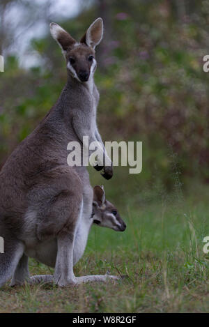 The whiptail wallaby (Macropus parryi), also known as the pretty-faced wallaby, is a species of wallaby found in eastern Australia. Stock Photo