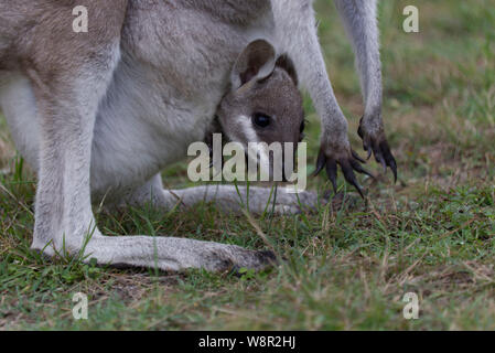 The whiptail wallaby (Macropus parryi), also known as the pretty-faced wallaby, is a species of wallaby found in eastern Australia. Stock Photo