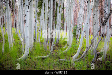 Birch trees on the North Rim of the Grand Canyon National Park in Arizona Stock Photo
