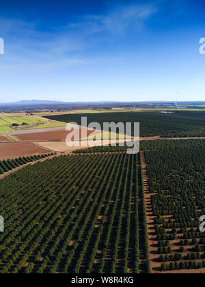 Aerial of the macadamia nut tree plantations that now cover what was till recently sugar cane farmland near Childers Queensland Australia Stock Photo